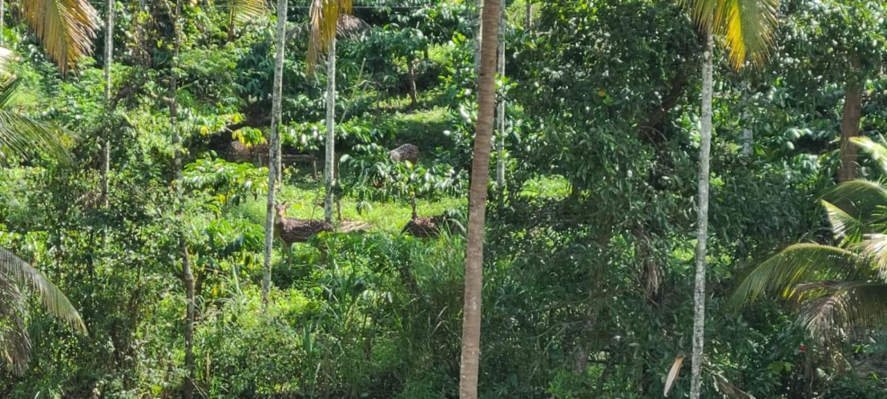 Kalidasa Tree House And Villa, Wayanad Chegāt Buitenkant foto