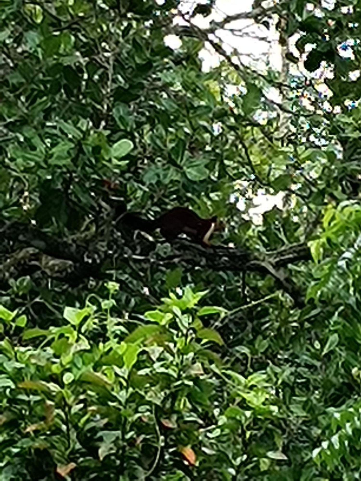 Kalidasa Tree House And Villa, Wayanad Chegāt Buitenkant foto