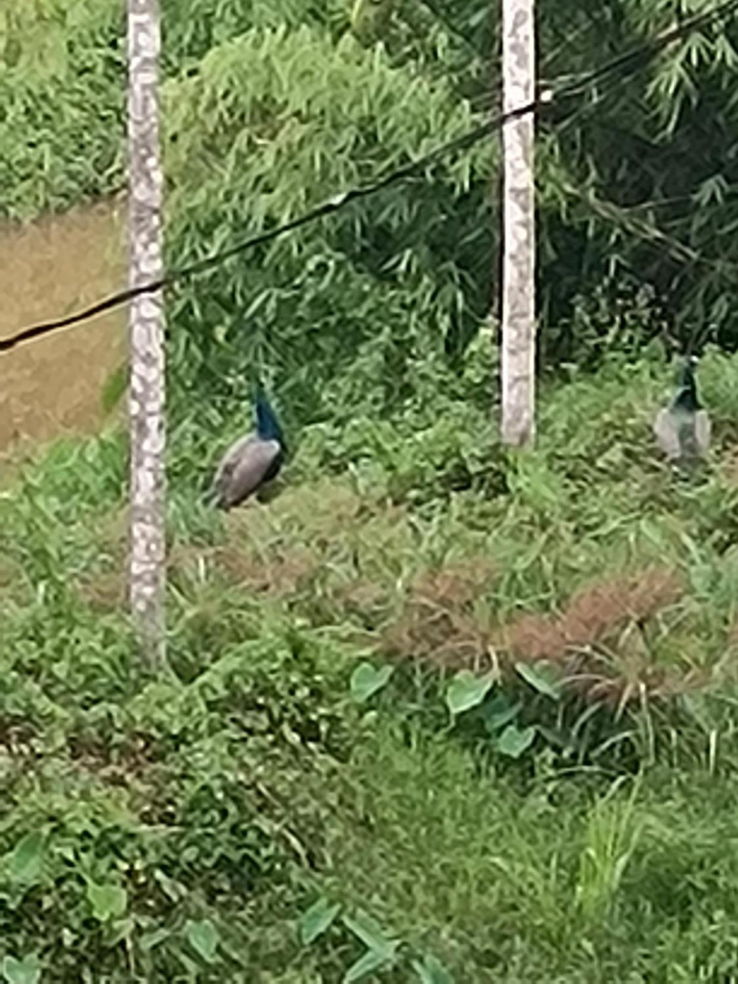 Kalidasa Tree House And Villa, Wayanad Chegāt Buitenkant foto