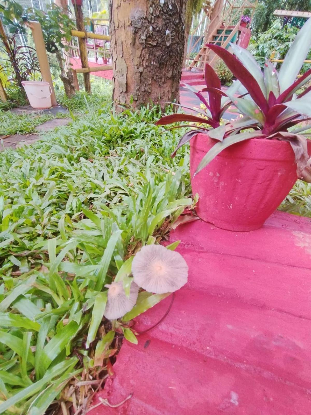 Kalidasa Tree House And Villa, Wayanad Chegāt Buitenkant foto